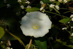 Operculina turpethum